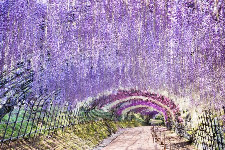 Glycines en fleurs