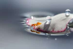Photographie macro Miki Asai