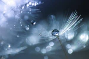 Photographie macro Miki Asai