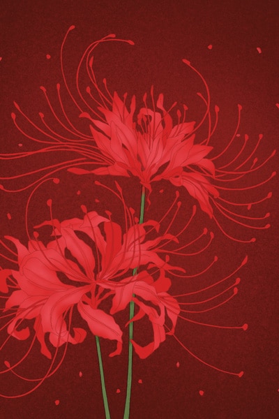 Amaryllis, Shubun