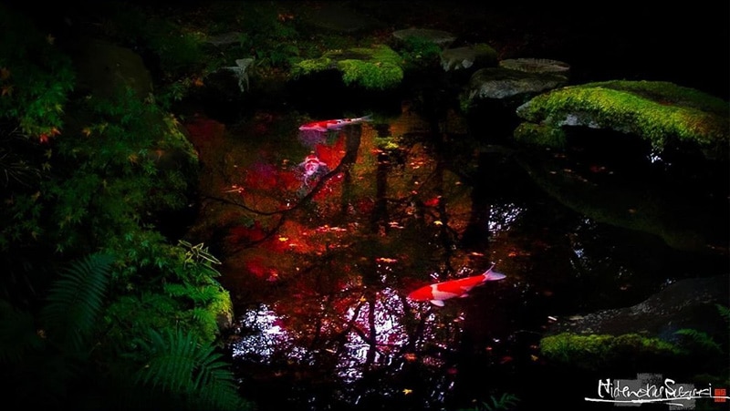 Hidenoku Suzuki photographie nature japonaise