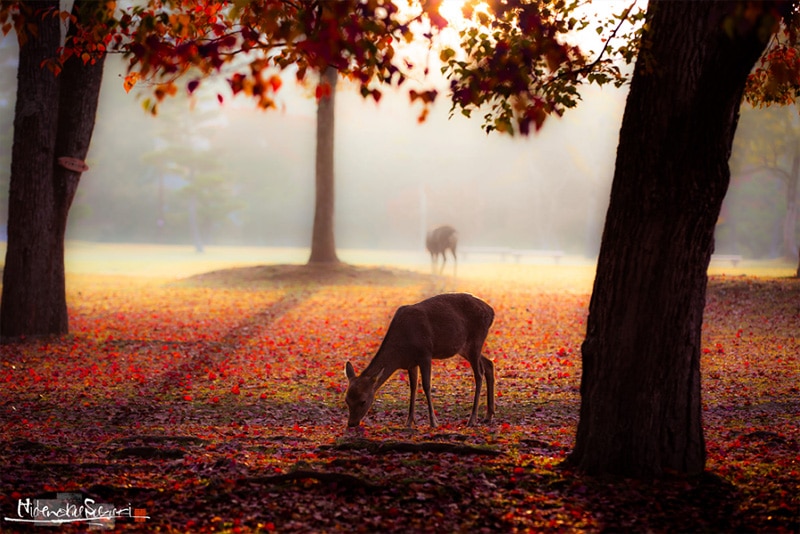 Hidenoku Suzuki photographie nature japonaise
