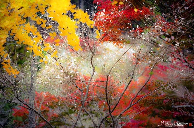 Hidenoku Suzuki photographie nature japonaise