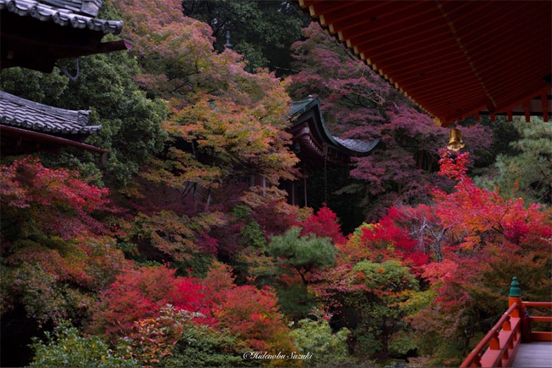 Hidenoku Suzuki photographie nature japonaise