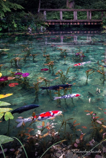 Hidenoku Suzuki photographie nature japonaise